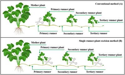 Reducing red light proportion in full-spectrum LEDs enhances runner plant propagation by promoting the growth and development of mother plants in strawberry